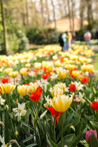 Colorful spring flowerbed with yellow, red, and white tulips in Keukenhof park.