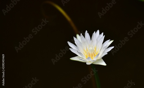 White water lily