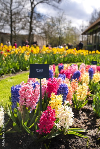 Colorful mix of hyacinth flowers with a 'Mixture' variety sign in Keukenhof park.
