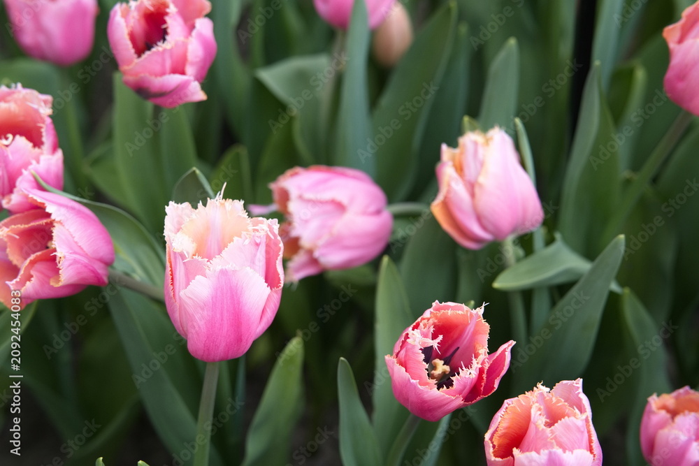 Obraz premium Beautiful pink fringed tulips blooming in a garden bed at Keukenhof park.