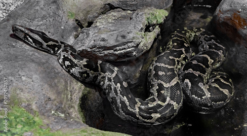 Bild auf Leinwand Indian rock python. Latin name - Python molurus