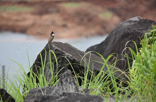 Bulbul on the rocks