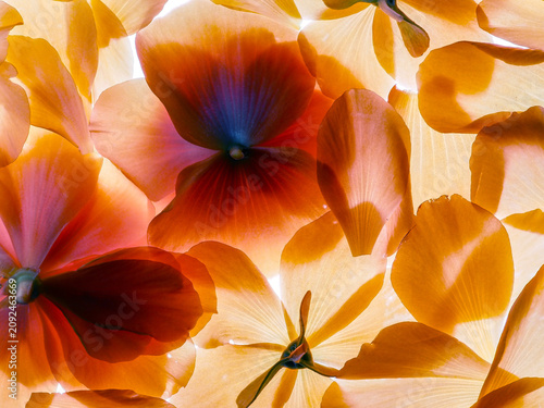 Photography Abstract macro background of orange flower petals with glowing light and soft textures