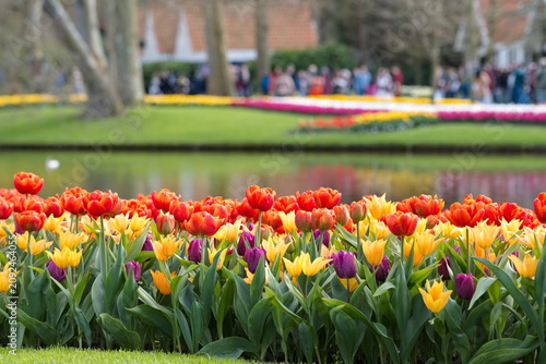 Colorful Tulips by the Pond in Keukenhof Spring Garden