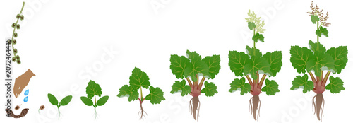 Cycle of growth of a rhubarb plant isolated on a white background..eps