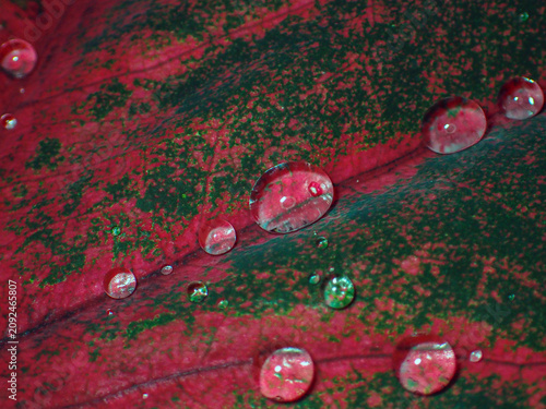 Plectranthus scutellarioides; coleus with water drops