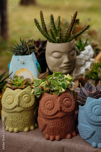 Decorative succulent planters in animal and face shaped ceramic pots.