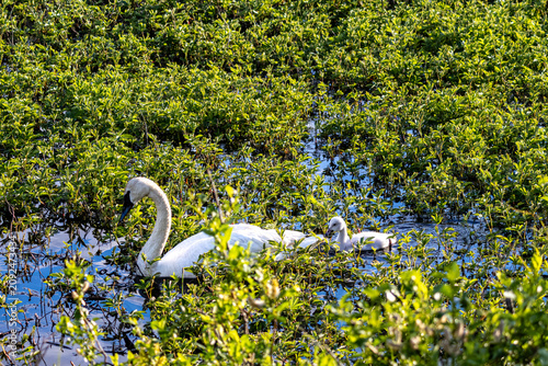 Obraz na plátně Trumpeter swan Cygnus buccinator swimming with a young cygnet through thick gree