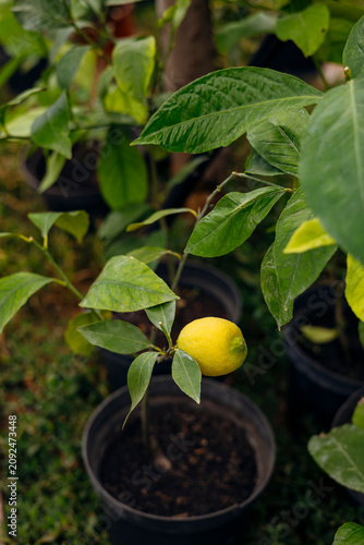 Potted lemon tree with ripe yellow lemons growing outdoors in a garden.
