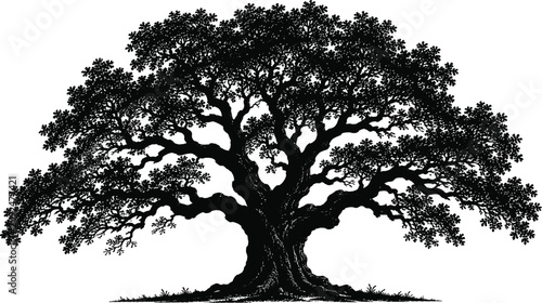 Quadro su tela Large oak tree silhouette with detailed branches