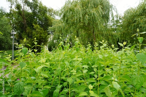 Fotografie Lush green shrubbery and fresh leaves in a peaceful park garden, beautiful summe