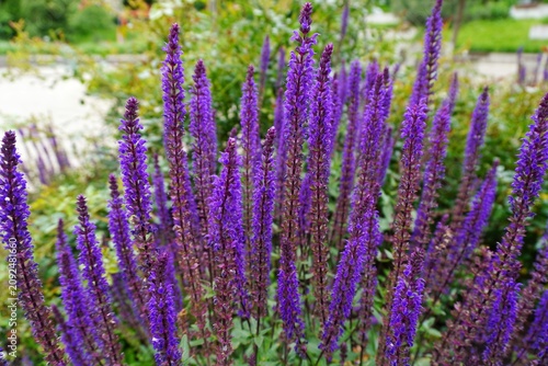Принти на полотні Vibrant purple Salvia flowers in full bloom, a beautiful close-up of fragrant pe