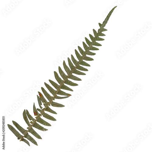 Single green dried fern leaf isolated on a transparent background showing intricate natural textures and organic patterns captured with sharp focus in a bright studio setting