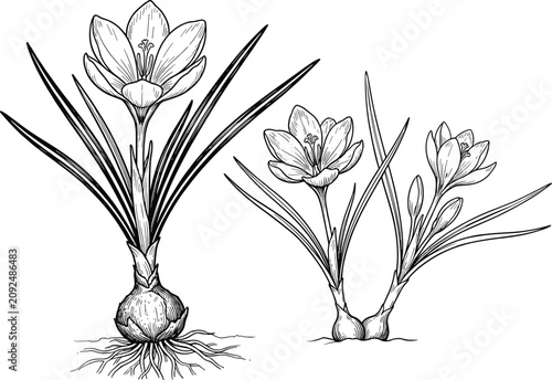 Saffron crocus flower plant sketch vector illustration with blooming blossoms roots and bulbs for botanical organic spice design templates
