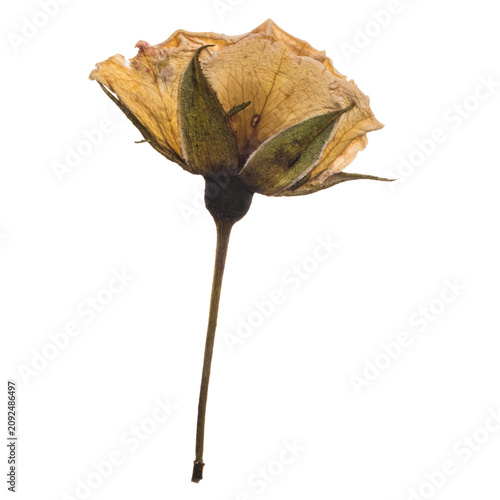 Elegant dried yellow rose flower with delicate withered petals and long green stem captured in a high resolution macro studio photograph against a clean transparent background