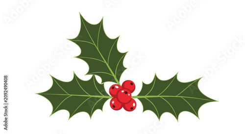 Traditional winter holly branch with three dark green prickly leaves and a central cluster of bright red berries for festive holiday decor.