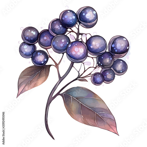 Obraz na płótnie Brunia Berry watercolor painterly illustration, semi-realistic fantasy design, m