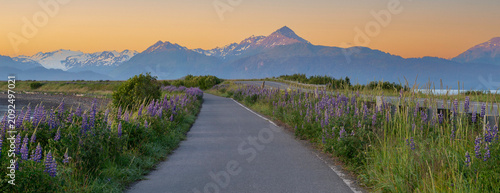 Lupine in bloom along path with mountains, Homer, Alaska