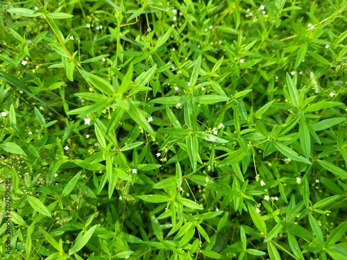 Scleromitrion diffusum, synonyms including Hedyotis diffusa, is a species of flowering plant in the family Rubiaceae