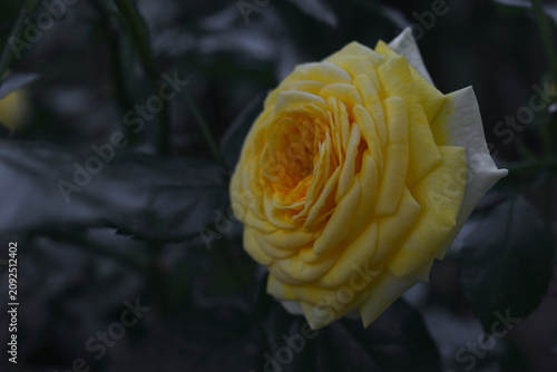 Beautiful large yellow rose in the garden. A large rosebud. Tea rose.