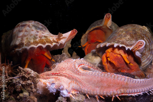 Three 3 Triton´s Horn, Trumpet Shell, Atlantic triton (Charonia lampas - Charonia variegata) chasing a starfish (Astropecten aranciacus) Argentiera. Sardinia, Italy, mediterranean sea 