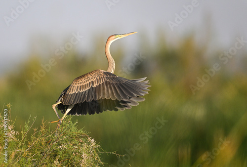 Foto Purple heron at dawn with wings partially spread in warm morning light
