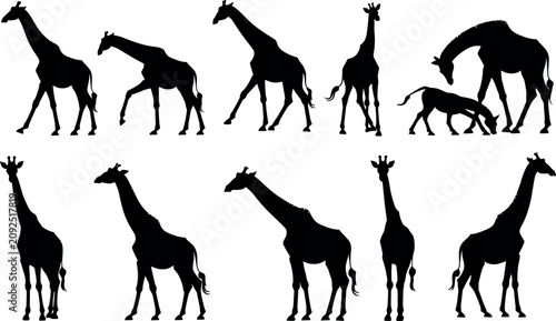 Photography Giraffe silhouettes vector set, African safari wild animal black shapes collecti