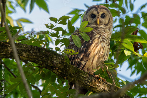  barred owl perched in a tree