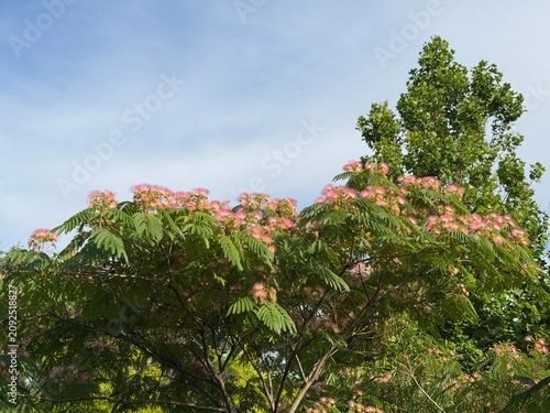 Blooming Albizia Julibrissin Silk Tree with Fluffy Pink Flowers Against Sky
