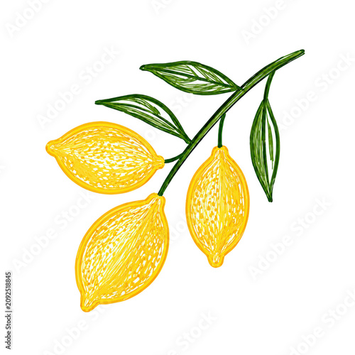 Lemon Tree Branch with Ripe Citrus Fruit Botanical Summer Illustration for Mediterranean Designs