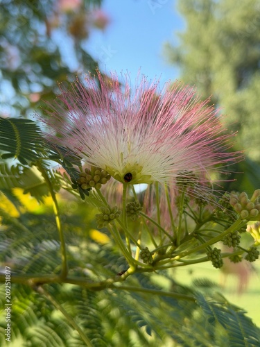 Pink Fluffy Albizia Flower Macro Shot with Ladybug on Petals