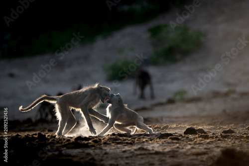 Canvas Print Backlit baboons fighting and playing near the Chobe River