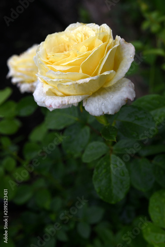 Beautiful large yellow rose in the garden. A large rosebud. Tea rose.