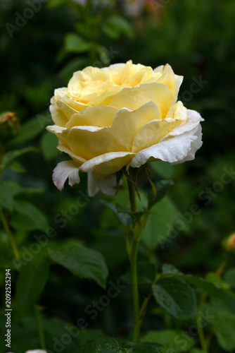 Beautiful large yellow rose in the garden. A large rosebud. Tea rose.