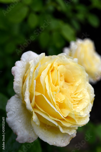 Beautiful large yellow rose in the garden. A large rosebud. Tea rose.