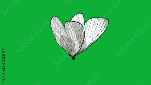 Animated white butterfly flapping wings and flying against a green screen background in a seamless loop