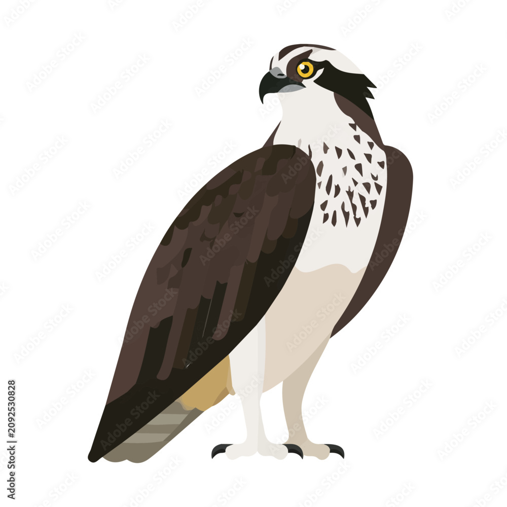 Obraz premium Osprey, clean flat 2D illustration with a minimal style, isolated on a white background.