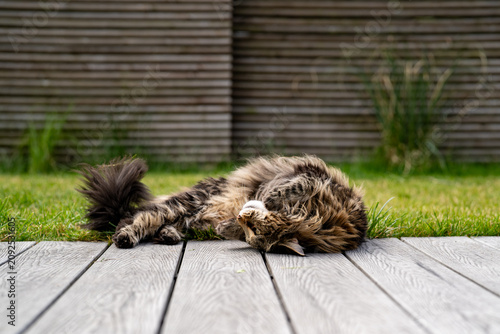 Fotografía Fluffy cat with bushy tail rolling on deck