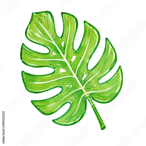 Monstera Leaf Tropical Botanical Summer Illustration for Exotic Nature and Island Designs