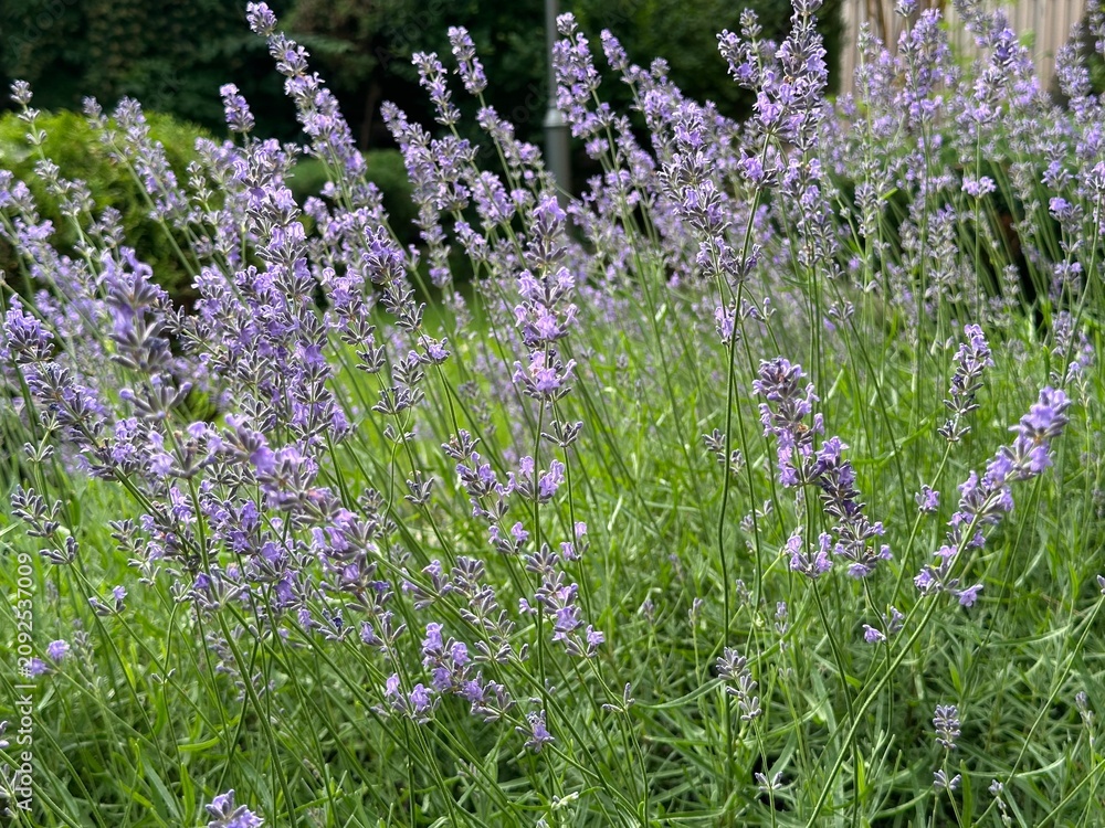 Obraz premium Beautiful lavender field. Purple flower background. Blooming Lavender Flowers. Blossom violet aromatic plants. Soft Focused Purple Lavender Flowers.