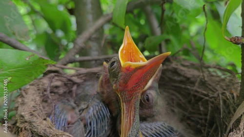 Nest of Blackbird with little chicks, closeup, hungry beaks (Turdus merula)