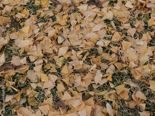 Ginkgo Tree Leaves From Hubbard Ginkgo at Tyler City Hall, Tyler TX