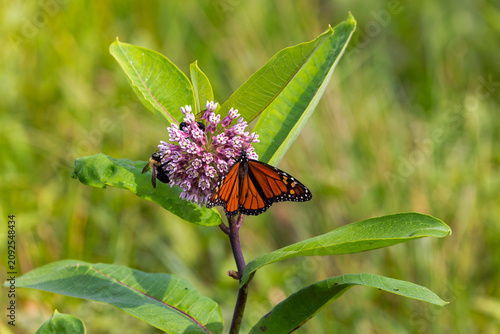 Monarch butterfly (Danaus plexippus) It is feeding on Swamp milkweed (Asclepias incarnata), which is a native nectar plant essential for Monarchs.