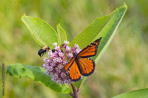 Monarch butterfly (Danaus plexippus) It is feeding on Swamp milkweed (Asclepias incarnata), which is a native nectar plant essential for Monarchs.