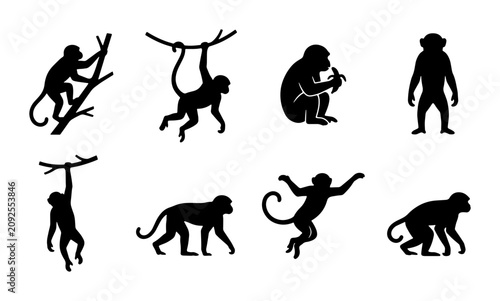 Photography Monkey Silhouettes: Primate Poses, Jungle Animals, Wildlife Vector Icons, Tropic