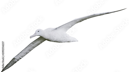 Konstfotografi Large white albatross bird with long wingspan in flight, isolated on transparent