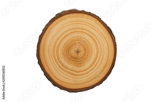 Tree trunk cross-section showing annual growth rings and texture on transparent background