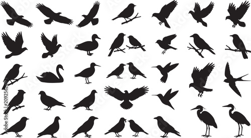 Fotografía Collection Of Bird Silhouettes In Black Against A White Background Silhouette