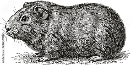 Картината върху платно A guinea pig rests on textured ground with fine detail in a classic engraving st