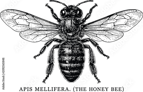 Canvastavla Apis Mellifera honey bee illustration with detailed wings against a white backgr